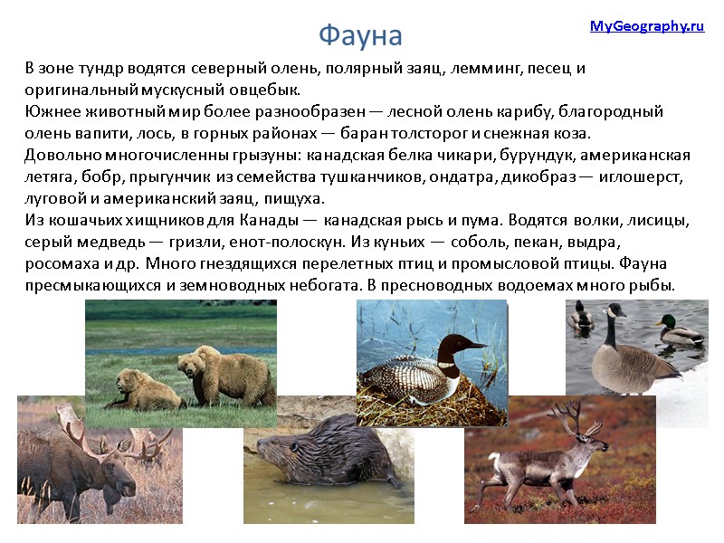 Фауна  В зоне тундр водятся северный олень, полярный заяц, лемминг, песец и оригинальный